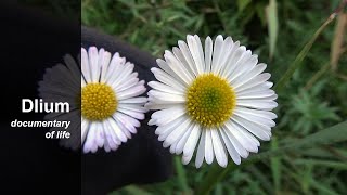 Santa Barbara daisy Erigeron karvinskianus  part 1 [upl. by Nnyltak972]