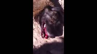 MASSACRES DE CHIENS EN ROUMANIE le 22032014 [upl. by Easton]