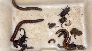 Scary Wild Giant Yellow Millipedes Spotted Termites and Scorpion Discovery [upl. by Narayan]