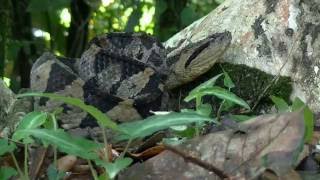 The Jumping Pit Viper Atropoides Mexicanus [upl. by Neva]