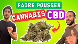 CULTIVER DU CBD EN FRANCE  1 LE PLAN [upl. by Milore]