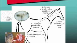 Equine Herpesvirus1 EHV1 Free Webinar Excerpt [upl. by Eenehs]