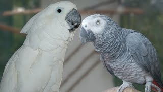 Umbrella Cockatoo vs African Grey  My Recommendation [upl. by Lahcsap]