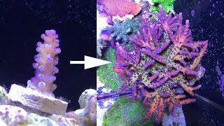 2 years of SPS and Acropora coral growth [upl. by Maighdlin]