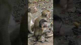 monkeys monkeyangkor babyanimal animals awesomemonkey babymonkey cute monkeyclips babyprim [upl. by Cotter241]