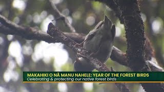 Makahiki O Nā Manu Nahele Year of the Forest Birds Part 1 [upl. by Nyloj]