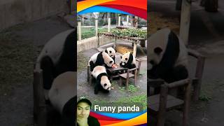 funny panda funny animals panda [upl. by Sesylu]