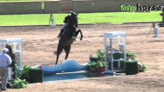 Horse Leaps Water Jump  Sydney Summer Showjumping Classic 2013 [upl. by Mahsih20]