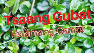 KaaHalaman  TSAANG GUBAT Halamang Gamot [upl. by Anstus]