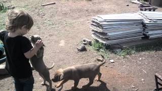 Catahoula Hound puppies at play with the youngest kids [upl. by Derward]