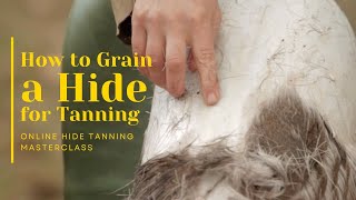 How to Scrape the Grain of a Hide for Tanning [upl. by Amees]