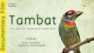 तांबट  The life story of coppersmith barbet  Cultural Planet  Documentary film [upl. by Aixela]