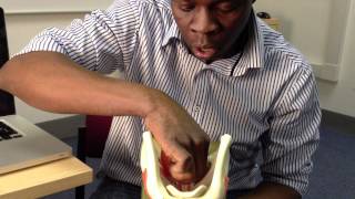 Larynx Anatomy 4 of 5 Muscles  Head and Neck Anatomy 101 [upl. by Celisse]