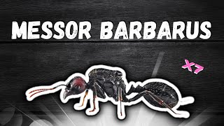 Ma fondation de 7 Messor barbarus explose   Estce vraiment bien pour les débutants [upl. by Ardnahsal]