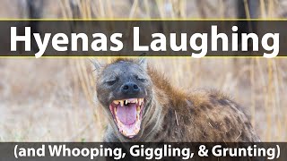 Hyenas laughing and whooping giggling and grunting [upl. by Ocihc]