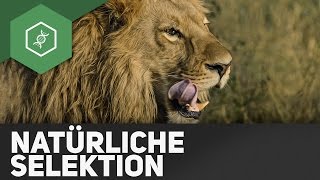 Natürliche Selektion – Evolution [upl. by Whitnell179]