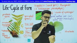 Life Cycle of Pteridophytes Fern Dryopteris  Plant Kingdom  Class 11 NEET Biology  Wamiq Sir [upl. by Jamnes751]