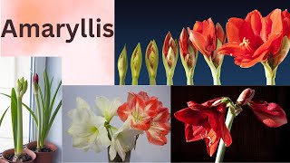 Amaryllis Flower  Flower That Bloomed From Heart Blood Of A Shepherdess  Flower Of Love [upl. by Atiuqahs]