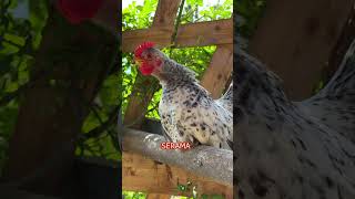 Gorgeous roosters of fancy chicken breeds crowing chickens keepingchickens fancychicken farming [upl. by Osnofla208]