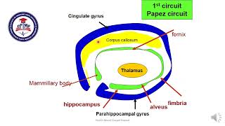 limbic system anatomy Prof Dr Manal Elsawaf [upl. by Hermon]