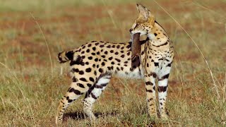 Serval The African Flying Cat Predator  Wild Animalogy [upl. by Ursala]