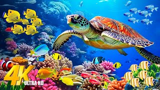 Beautiful Coral Reef Fish  Morning Relaxing Music  Soothing Piano  Deep Focus Music for Study [upl. by Inavoj]