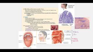 Lecture Video 5 Lymphatic System and Immunity Part 1 [upl. by Reiner951]