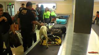 Chile  Flight Arica to Santiago  Police dogdrugs control on airport  South Americapart 72  HD [upl. by Haikan]