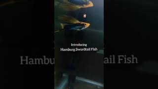 How to Identify Hamburg Swordtail Fish and Its Variants [upl. by Nodyarb]