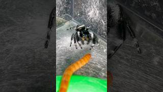 Jumping spider doesn’t mess around jumpingspider phidippusregius jumpingspiders [upl. by Essilrahc737]