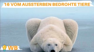 16 vom Aussterben bedrohte Tiere [upl. by Assyli]