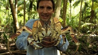 British Indian Ocean Territory – coconut crabs [upl. by Fairman]