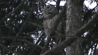 Barred Owl Hooting Calls in Central Park New York City  Barry the Cute Owl [upl. by Anayet489]