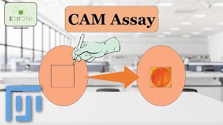 ImageJ Tutorial Analyzing CAM chorioallantoic membrane assay Assay for Angiogenesis Research [upl. by Torbart399]