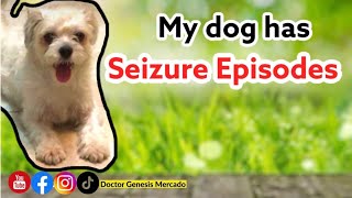 Shih Tzu Dog Seizure Episode  Genesis Mercado MD [upl. by Tewfik]