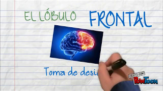 Funciones del lóbulo frontal [upl. by Materi]