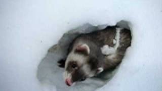 Ferrets Tunneling In Snow [upl. by Wilterdink]