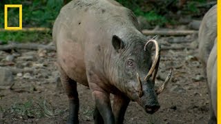 BABIRUSA El Extraño CERDOCIERVO  National Geographic en Español [upl. by Einnel942]