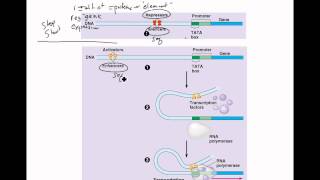 Regulation of Gene Expression in Eukaryotes [upl. by Suk]