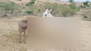 Two donkeys Enjoying in my village [upl. by Kcinimod715]