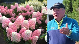 Hydrangea WorryFree® LoveaLot Pink™  Worlds Sturdiest amp MOST SPECTACTULAR Panicle Hydrangea 👏😍👍😁 [upl. by Targett]