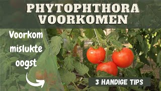 Phytophthora voorkomen  Hoe voorkom je aardappelziekte in tomaten [upl. by Hpeseoj]