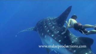 Whale Shark Ridemov [upl. by Arhat]