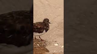 RUDDY turnstone [upl. by Annelak814]