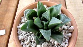 Haworthias Galore  My Haworthia Collection  Succulents [upl. by Kristie]