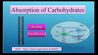 Absorption of Carbohydrates [upl. by Ylloj]