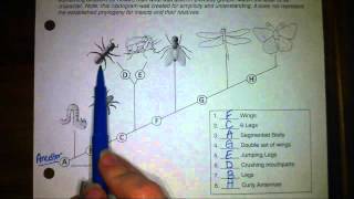 Cladogram [upl. by Charry638]