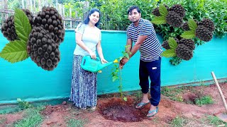 MULBERRY 🌱 शहतूत लगाने का सही समय और तरीका। [upl. by Htnnek]