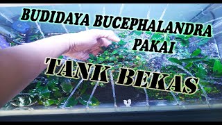 Budidaya Bucephalandra menggunakan Tank Bekas Hasilnya MANTAP  bucephalandra cultivation [upl. by Cuttie221]