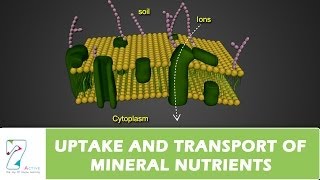 UPTAKE AND TRANSPORT OF MINERAL NUTRIENTS [upl. by Htnnek904]